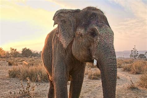 delhi the elephant spielen